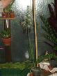 Habenaria medusa Habitus.jpg