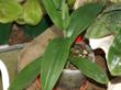 Habenaria medusa Habitus1.jpg