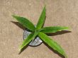 Habenaria xanthocheila Habitus.jpg